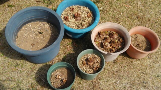 アマリリスの植え替え おっさんの毎日が日曜